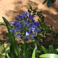 <i>Agapanthus africanus</i>  (L.) Hoffmanns.